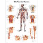 The Vascular System Chart