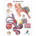 Human Ear Chart