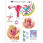 The Female Genital Organs Chart