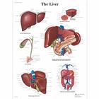 Liver Chart