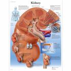 Kidney Chart