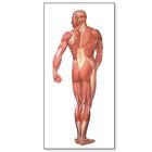 The Human Musculature Chart, rear