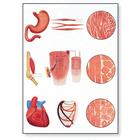 Muscle Tissue Chart