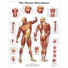 Human Muscle Chart