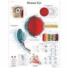 Human Eye Chart