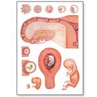 Embryology I Chart