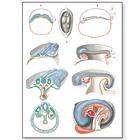 Embryology II Chart