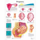 Pregnancy Chart