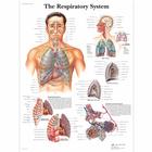 The Respiratory System Chart