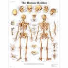 Human Skeleton Chart