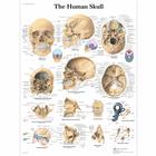 Human Skull Chart