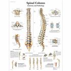 Spinal Column Chart