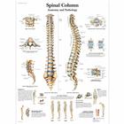 Spinal Column Chart