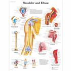 Shoulder and Elbow Chart