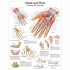 Hand and Wrist Chart - Anatomy and Pathology