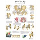 Pelvis and Hip Chart - Anatomy and Pathology