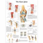 Knee Joint Chart
