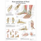 Foot and Joints of Foot Chart - Anatomy and Pathology