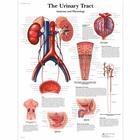 The Urinary Tract - Anatomy and Physiology