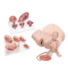 Intro to Obstetrics Lab Kits