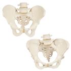 Anatomy Set Bone Pelvis