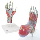 Anatomy Set Hand & Foot