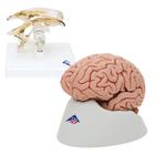 Anatomy Set Brain and Ventricle