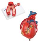 Anatomy Set Heart