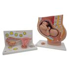 Anatomy Set Pregnancy