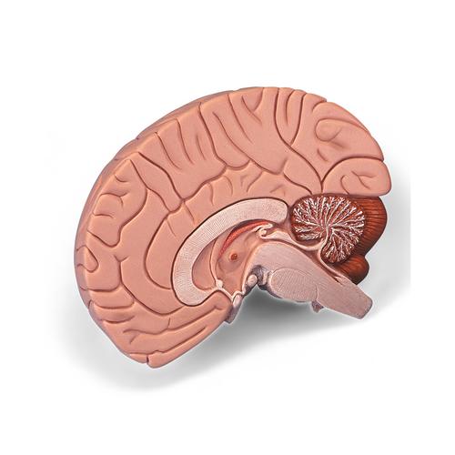 Brain Model, 2 part