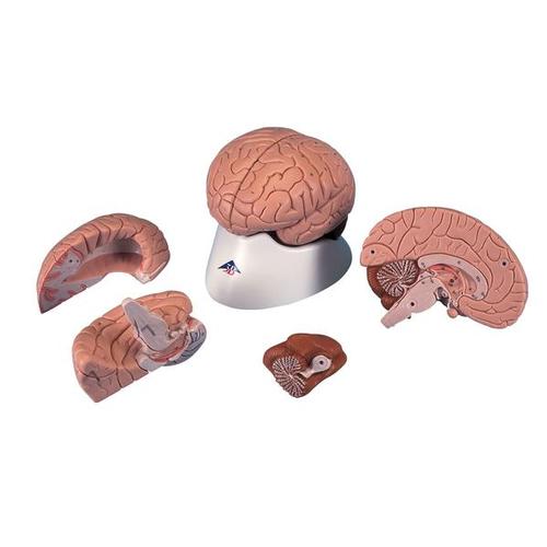 Brain Model, 4 part