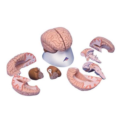 Brain Model, 8 part