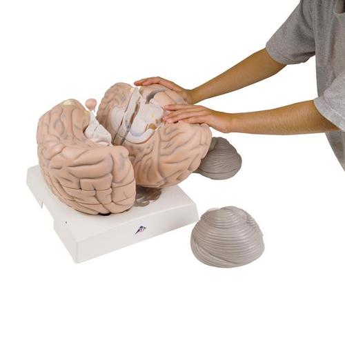 Giant Brain, 2.5 times full-size, 14 part