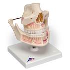 Adult Denture Model with Nerves and Roots