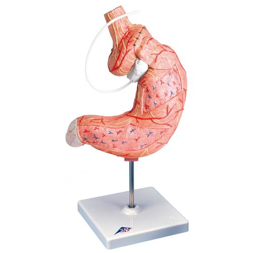 Human Stomach Model with Gastric Band, 2 part