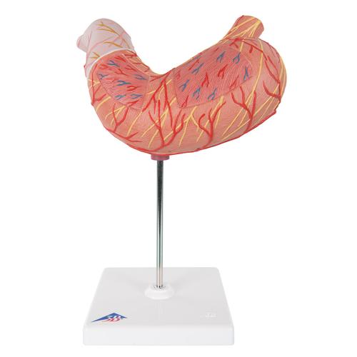 Human Stomach Model, 2 part