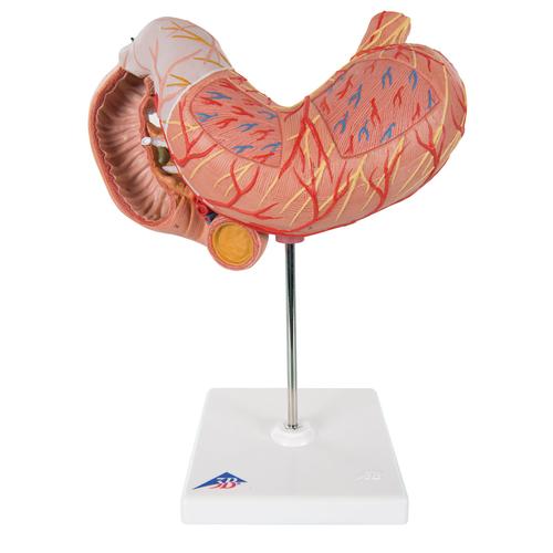 Human Stomach Model, 3 part