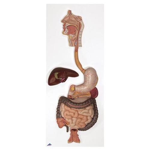 Human Digestive System Model, 2 part