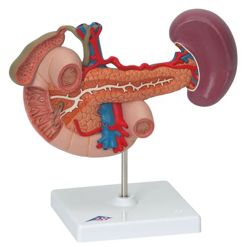 Life-Size Model of Rear Organs of Upper Abdomen