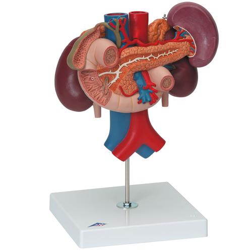 Human Kidneys Model with Rear Organs of Upper Abdomen, 3 part