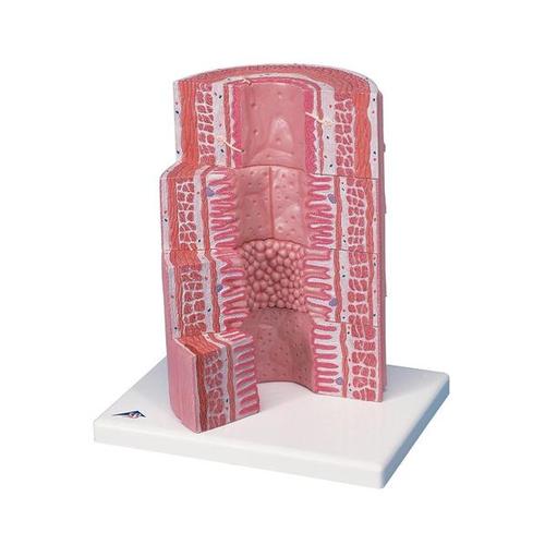 Digestive System Model, 20-times Magnified  - MICROanatomy Series