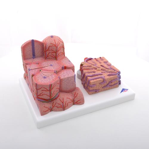 Liver Model - MICROanatomy Series