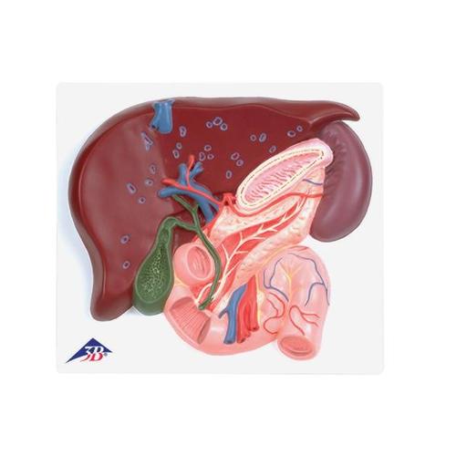 Liver Model with Gall Bladder, Pancreas & Duodenum
