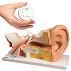 Anatomy Set Ear