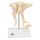 Ossicle Model | 20 times life size