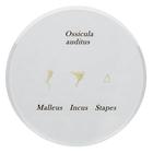 Ossicle Model - Life size