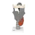 Functional Larynx Model, 2.5 times Full-Size