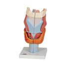 Human Larynx Model, 2 times Full-Size, 7 part