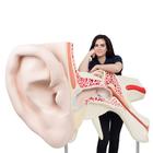 World's Largest Ear Model, 15 times full-size, 3 part