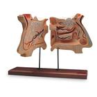 Nose and Olfactory Organ Model, 4 times full-size